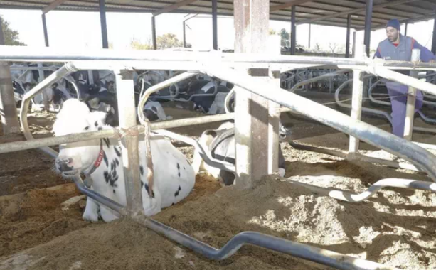 Una granja de Lugo transforma el purín en camas para las vacas